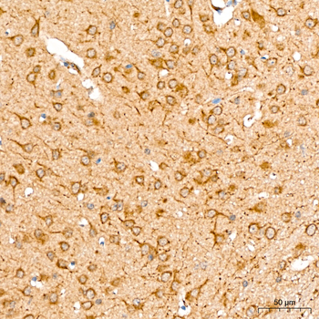 ACSL4 antibody