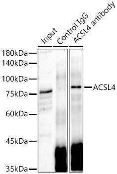 ACSL4 antibody