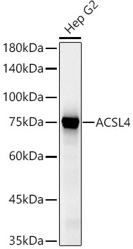 ACSL4 antibody