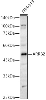 ARRB2 antibody