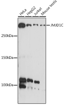 JMJD1C antibody