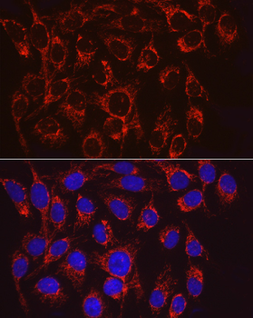 VPS4A antibody