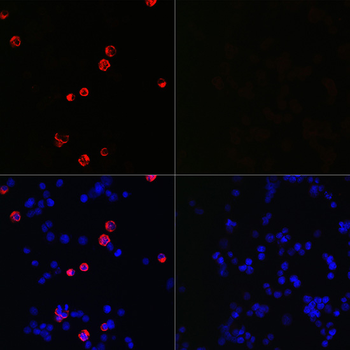 SARS-CoV-2 Spike S2 ECD antibody