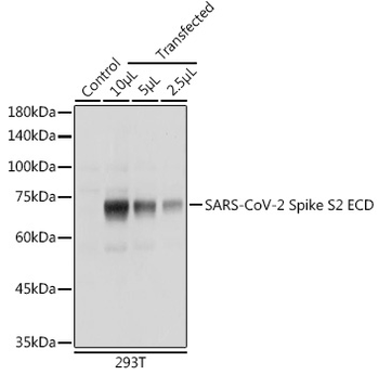 SARS-CoV-2 Spike S2 ECD antibody