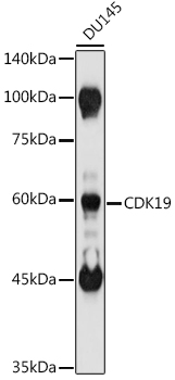 CDK19 antibody