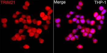 TRIM21 antibody