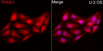 TRIM21 antibody