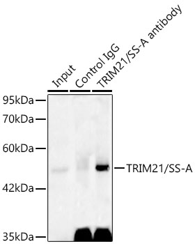 TRIM21 antibody