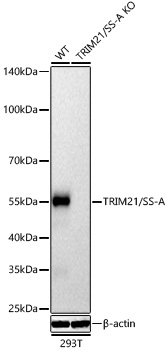 TRIM21 antibody