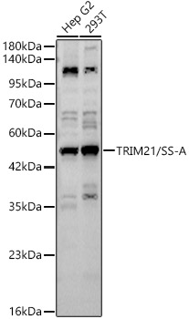 TRIM21 antibody