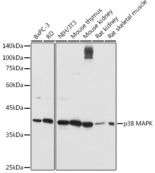 p38 MAPK antibody