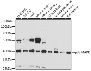 p38 MAPK antibody