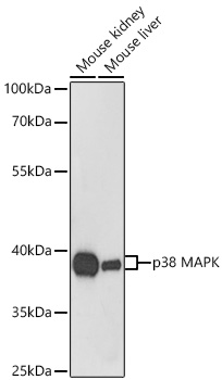 p38 MAPK antibody