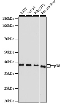 p38 MAPK antibody