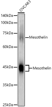 MSLN antibody