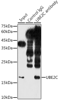 UBE2C antibody