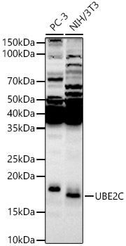 UBE2C antibody