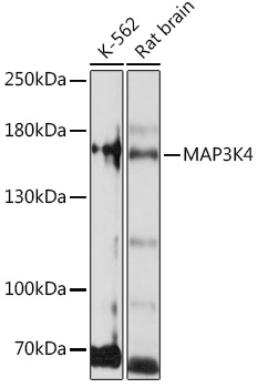 MAP3K4 antibody