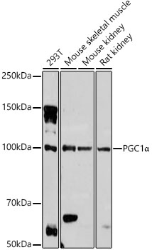 PGC1α antibody