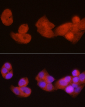 PGC1α antibody