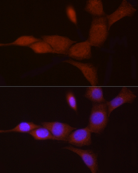 PGC1α antibody