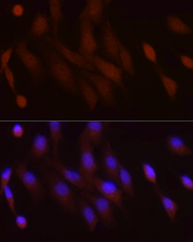 PGC1α antibody