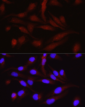 PGC1α antibody