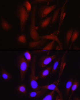 PGC1α antibody