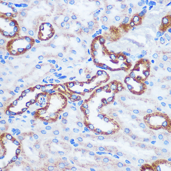 TOM20 antibody