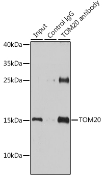 TOM20 antibody