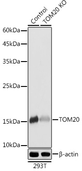 TOM20 antibody