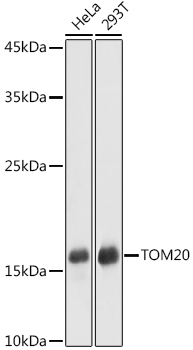 TOM20 antibody