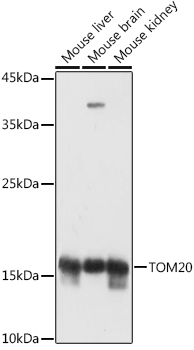 TOM20 antibody