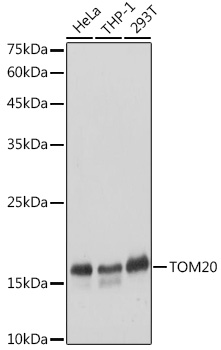 TOM20 antibody