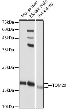 TOM20 antibody