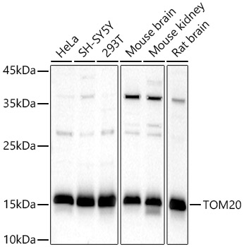 TOM20 antibody