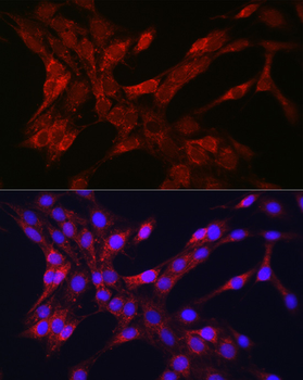 TOM20 antibody