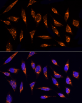 TOM20 antibody