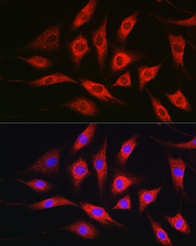 TOM20 antibody