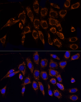 TOM20 antibody