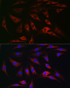 TOM20 antibody