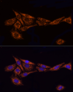 TOM20 antibody