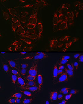 TOM20 antibody