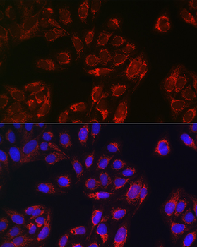 TOM20 antibody