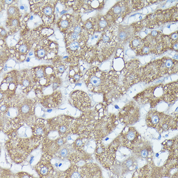 RAB11A/RAB11B antibody