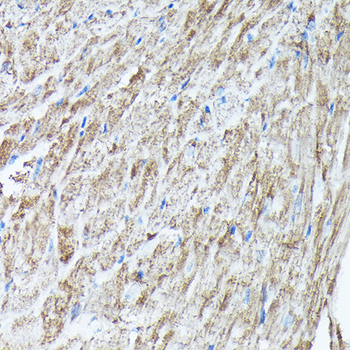 RAB11A/RAB11B antibody