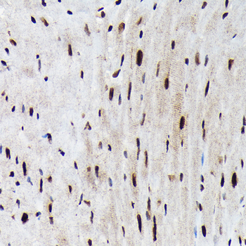 FOXO3A (Phospho-S425) antibody