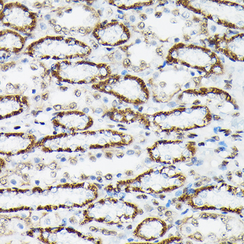 FOXO3A (Phospho-S425) antibody