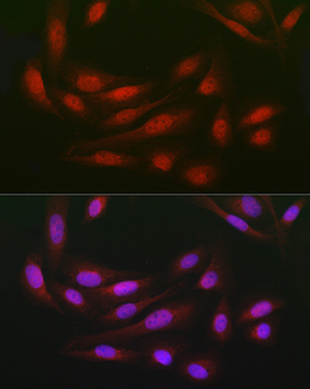 DCAF7 antibody