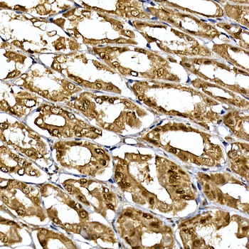 DCAF7 antibody